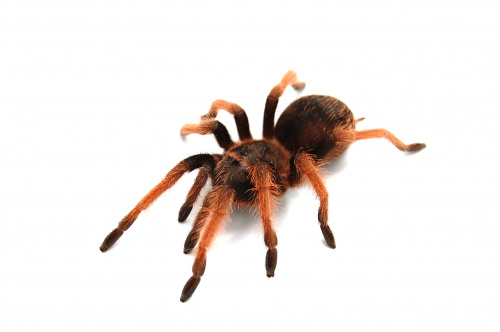 Brachypelma emilia самка L5