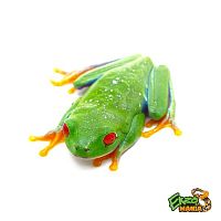 Красноглазая квакша Milky Way (Agalychnis callidryas Milky Way)