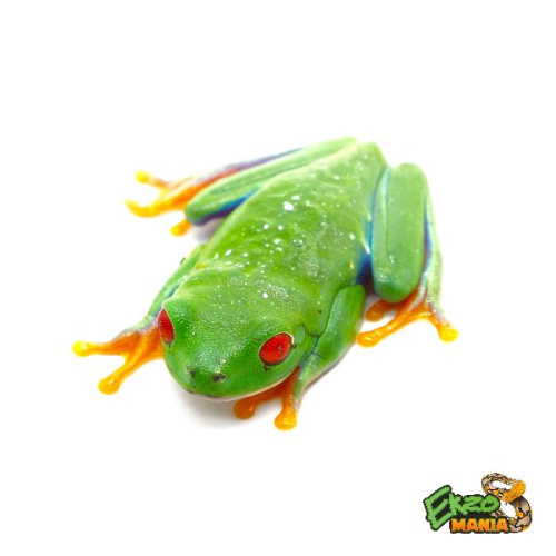 Красноглазая квакша Milky Way (Agalychnis callidryas Milky Way)