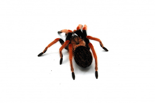 Паук Brachypelma boehmei н/о L 5