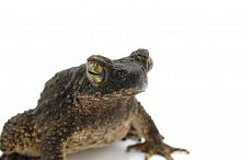 Жесткая жаба (Phrynoidis aspera)