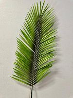 Пальма огромная лист