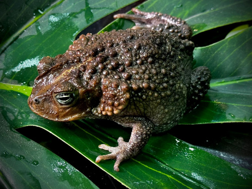 Карибская, кубинская или щитковая жаба (Peltophryne empusus)