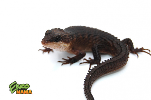 Сцинк шероховатый Бэкона (Tropidophorus baconi)