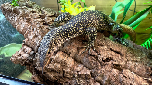 Варан мангровый (Varanus indicus) фото 4