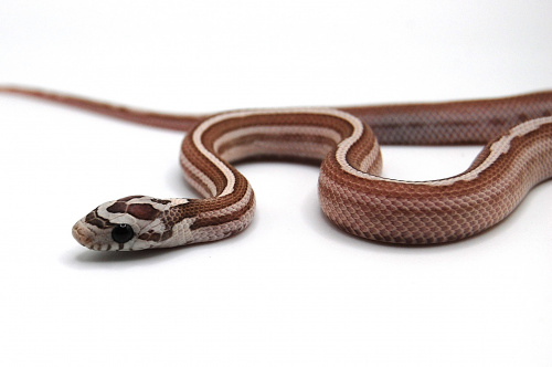 Маисовый полоз (Pantherophis guttatus) Anery motley stripe фото 2