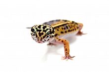 Пятнистый эублефар (Eublepharis macularius) Mack Snow cross Black Night, Bandit (2025г)