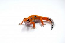 Пятнистый эублефар (Eublepharis macularius) Super Hypo Tangerine cross G-project (2025г)