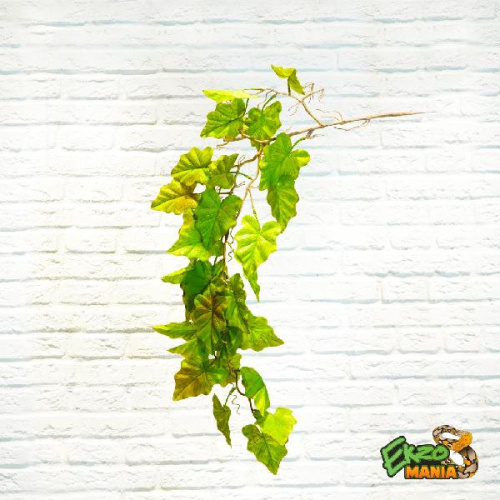 Плющ ампельный