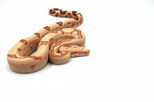 Императорский удав (Boa constrictor imperator) Sharp Sunglow 50% poss. Super самка