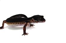 Пятнистый эублефар (Eublepharis macularius) Black Night (12.1.3003) (2025г)