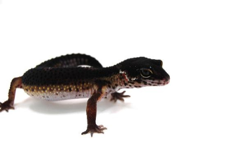 Пятнистый эублефар (Eublepharis macularius) Black Night (12.1.3003) (2025г)