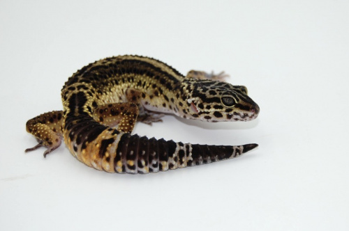Пятнистый эублефар (Eublepharis macularius) Black Night (самка) 26 фото 3