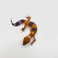 Пятнистый эублефар (Eublepharis macularius) Blood het Eclipse, Tremper Albino (2025г)