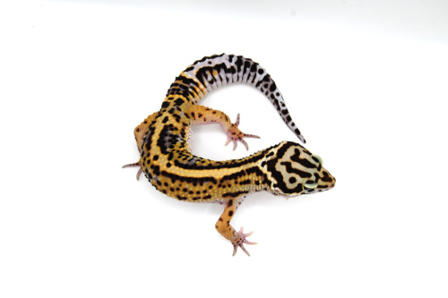 Пятнистый эублефар (Eublepharis macularius) Mack Snow cross Black Night, Bandit (2025г) фото 2