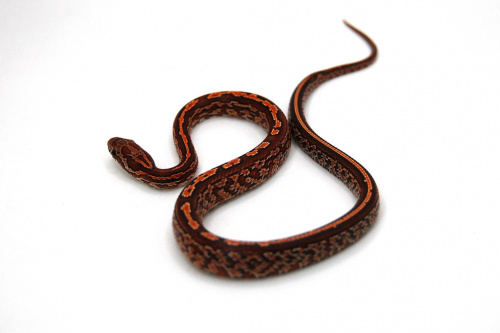 Маисовый полоз (Pantherophis guttatus) Tessera фото 3