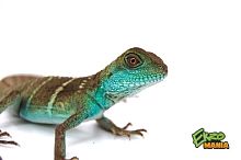 Водяная агама (Physignathus cocincinus) малыши