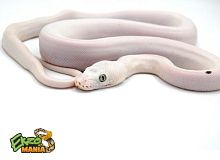 Питон (Kalimaya CB) (самка)