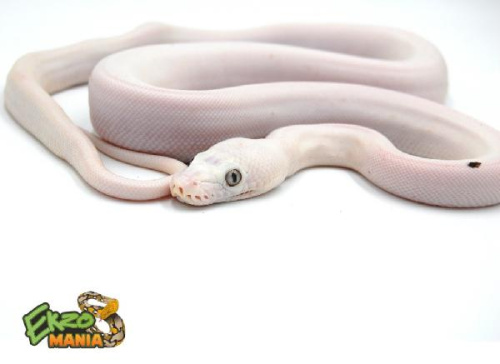 Питон (Kalimaya CB) (самка)