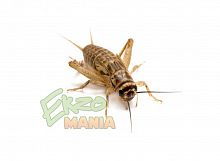 Сверчок домовый мелкий - уп. 20 шт.