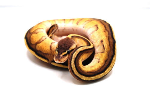 Королевский питон (Python regius) G-stripe pastel фото 3