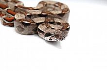 Удав императорский (Boa constrictor imperator) Max Caramel 50% poss. het. Kahl Albino 50% poss.het VPI Caramel самка