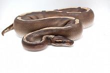 Королевский питон (Python regius) GHI Cinnamon Mojave Yellow Belly (самец) 02.25г