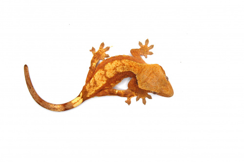 Реснитчатый бананоед (Rhacodactylus ciliatus) Harlequin   н/о фото 2