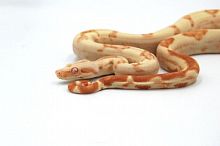 Императорский удав (Boa constrictor imperator) Sharp Sunglow 50% poss. Super самец