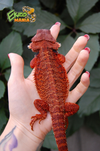 Бородатая агама (Pogona vitticeps) Red Monster фото 2