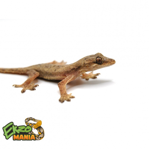 Гехира изменчивая (Gehyra mutilata) Central java фото 2