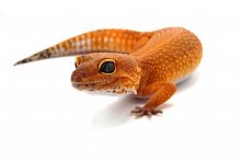 Пятнистый эублефар (Eublepharis macularius) Blood (самка)