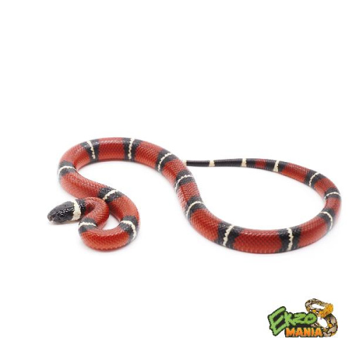 Синалойская королевская змея (Lampropeltis polyzona sinaloae)