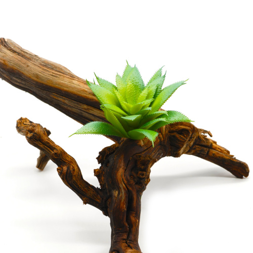 Суккулент 26 фото 3