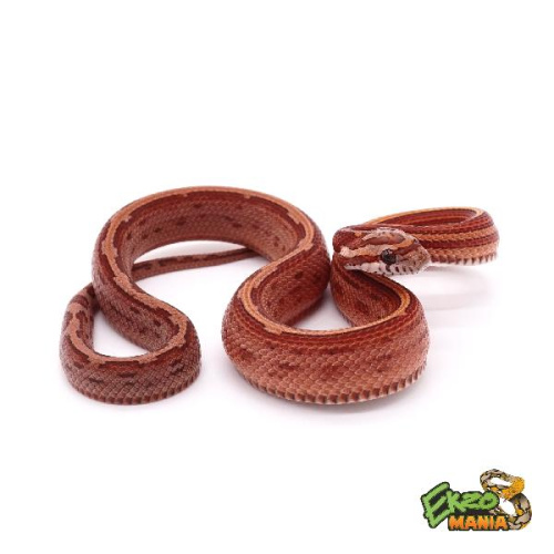 Маисовый полоз (Pantherophis guttatus) Motley