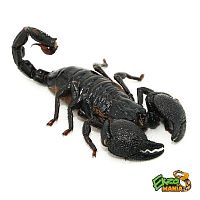 Cкорпион императорский Pandinus imperator - M/L Cкорпион императорский Pandinus imperator - M/L