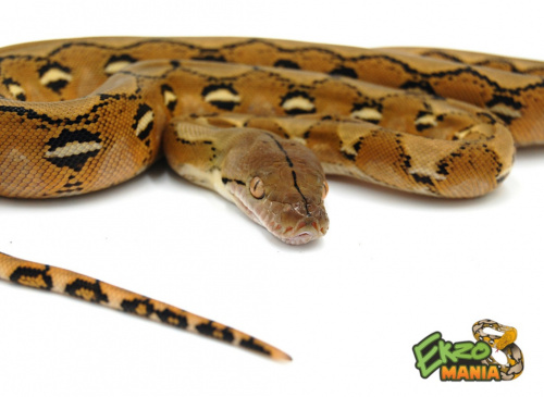 Сетчатый питон (Python reticulatus) siblings Leucistic CB фото 2