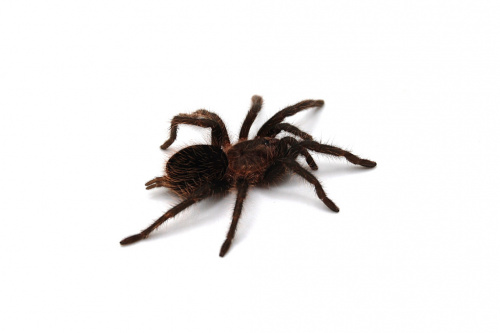 Паук Brachypelma albopilosum L 3-4 фото 2