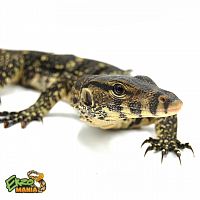 Варан полосатый или водяной (Varanus salvator) Central java