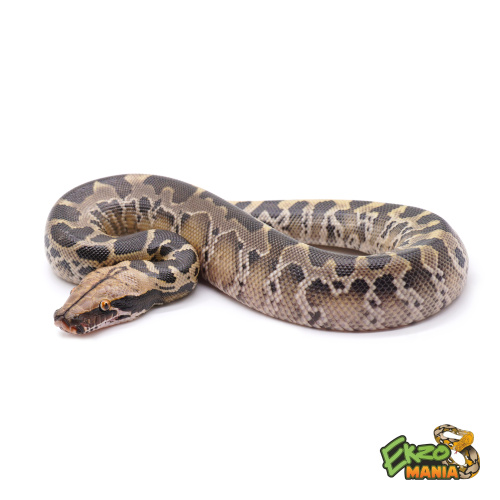 Питон короткохвостый (Python curtus) фото 4