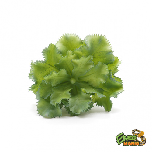 Суккулент 12 фото 2