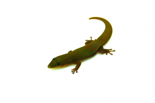 Фельзума широкохвостая (Phelsuma laticauda) фото 2