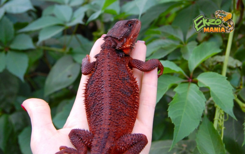 Бородатая агама (Pogona vitticeps) Red Monster фото 3