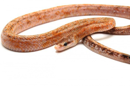Тонкохвостый полоз (Orthrophis taeniurus Calico)