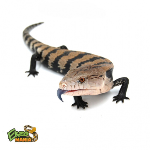 Синеязыкий  сцинк гигантский (Tiliqua gigas) Halmahera L фото 3
