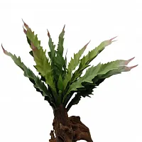 Олений рог (куст большой)