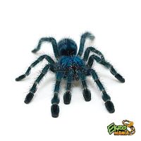 Авикулярия версиколор (Avicularia (Caribena) versicolor)