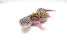 Пятнистый эублефар (Eublepharis macularius) Mack Snow Eclipse het Tremper Albino (2025г)