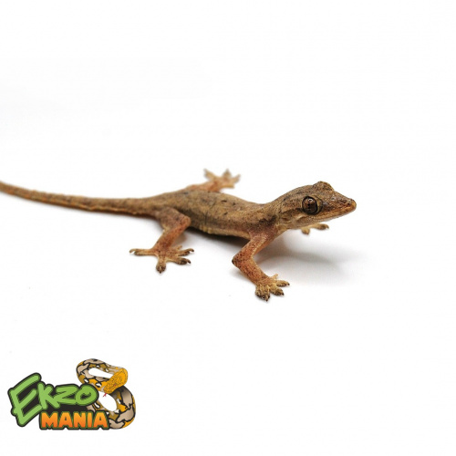 Гехира изменчивая (Gehyra mutilata) Central java