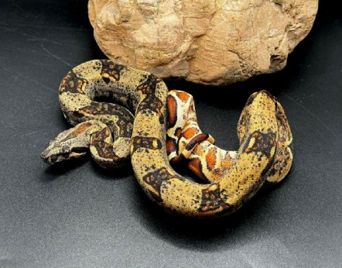 Удав императорский (Boa constrictor imperator) Hypo IMG het Sharp (самка)